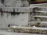 016093 Eve Also Pees By The Steps 8