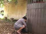 016118 Eve Pees In The Drive Of A Villa Which Is Being Renovated 6