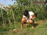 016137 Eve Also Pees By The Vines & Pinches A Few Grapes 6
